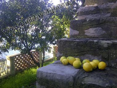 Villa �/en/au Sorrento (Napoli)ou appartement ou maison de vacances