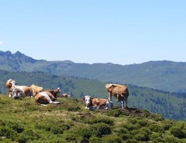 Appartement de vacances /en/au Wildschnau (Tiroler Unterland)ou appartement ou maison de vacances