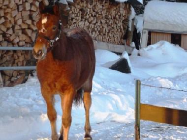 Chalet �/en/au Lajoux (La Chaux-de-Fonds)ou appartement ou maison de vacances