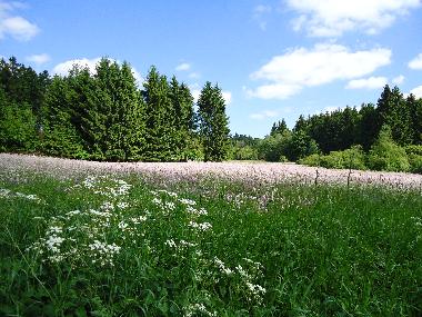 Appartement de vacances �/en/au Clausthal-Zellerfeld (Harz)ou appartement ou maison de vacances