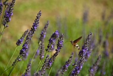 Maison de vacances /en/au Penne, Cordes, Vaour, Gaillac, Montauban, St. Anto (Tarn)ou appartement ou maison de vacances