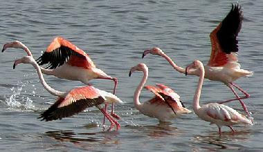 Appartement de vacances �/en/au Pula (Cagliari)ou appartement ou maison de vacances