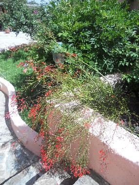 Chambre avec petit djeuner /en/au LA MADDALENA (Olbia-Tempio)ou appartement ou maison de vacances