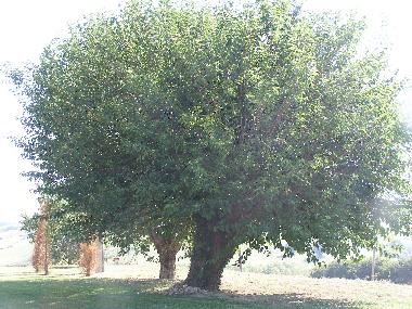 Villa �/en/au Orciano di Pesaro (Pesaro e Urbino)ou appartement ou maison de vacances