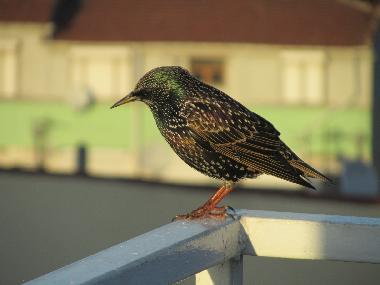 Appartement de vacances �/en/au �sk�dar/Istanbul (Istanbul)ou appartement ou maison de vacances