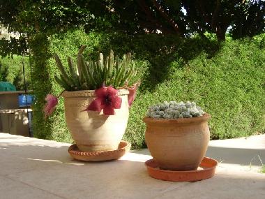 Appartement de vacances /en/au Kissonerga (Paphos)ou appartement ou maison de vacances