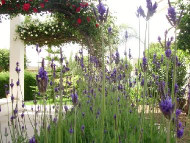 Appartement de vacances /en/au Kissonerga (Paphos)ou appartement ou maison de vacances