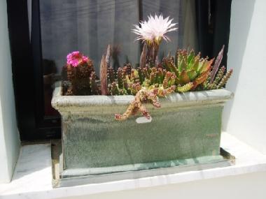 Appartement de vacances /en/au Kissonerga (Paphos)ou appartement ou maison de vacances