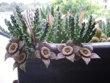 Appartement de vacances /en/au Kissonerga (Paphos)ou appartement ou maison de vacances