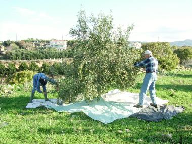 Appartement de vacances /en/au Kissonerga (Paphos)ou appartement ou maison de vacances