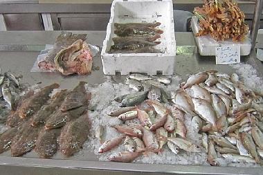 Appartement de vacances �/en/au Olh�o (Algarve)ou appartement ou maison de vacances