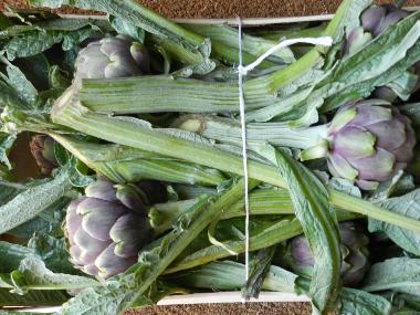 H�tel �/en/au Ascea (SA) (Salerno)ou appartement ou maison de vacances