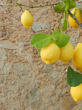 H�tel �/en/au Ascea (SA) (Salerno)ou appartement ou maison de vacances