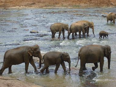 Maison de vacances /en/au Mahakanda Kandy (Kandy)ou appartement ou maison de vacances