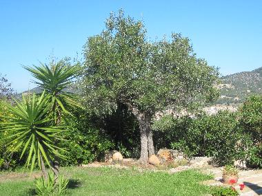 Appartement de vacances /en/au Son Macia (Mallorca)ou appartement ou maison de vacances