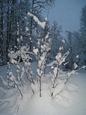 Maison de vacances �/en/au Rovaniemi (Lappi)ou appartement ou maison de vacances