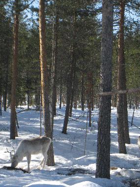 Maison de vacances �/en/au Rovaniemi (Lappi)ou appartement ou maison de vacances