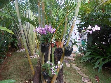 Villa �/en/au Las Terrenas (Samana)ou appartement ou maison de vacances