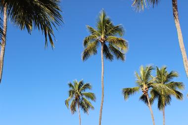 Appartement de vacances �/en/au Porters (Saint James)ou appartement ou maison de vacances