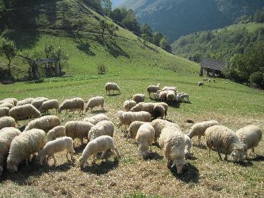 Maison de vacances �/en/au Grant (Tolmin)ou appartement ou maison de vacances