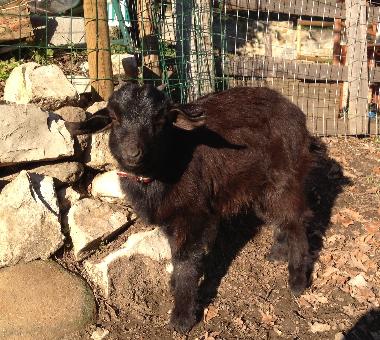 Maison de vacances /en/au localit Ciliegi (Firenze)ou appartement ou maison de vacances