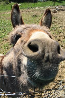 Maison de vacances /en/au localit Ciliegi (Firenze)ou appartement ou maison de vacances