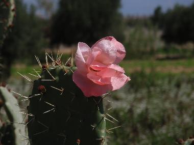 fleur de cactus