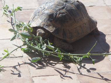 une locataire du jardin