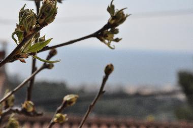 Maison de vacances �/en/au Lloret de Mar (Girona)ou appartement ou maison de vacances