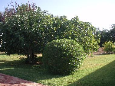 Maison de vacances /en/au So Bras de Alportel Peral (Algarve)ou appartement ou maison de vacances