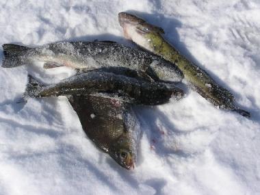 Maison de vacances �/en/au J�ms� (Lansi-Suomen Laani)ou appartement ou maison de vacances