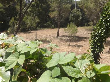 Maison de vacances /en/au Pals (Girona)ou appartement ou maison de vacances