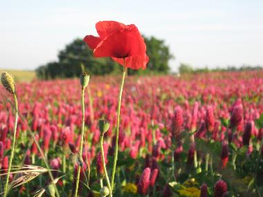 Appartement de vacances /en/au orvieto (Terni)ou appartement ou maison de vacances