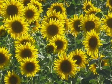 Appartement de vacances /en/au orvieto (Terni)ou appartement ou maison de vacances