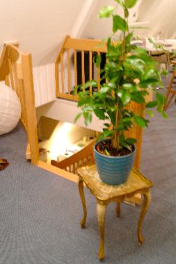 Appartement de vacances /en/au Trier (Mosel - Saar)ou appartement ou maison de vacances