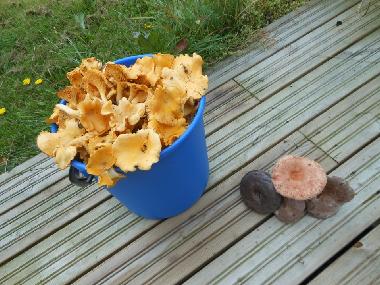 Maison de vacances �/en/au J�ms� (Lansi-Suomen Laani)ou appartement ou maison de vacances