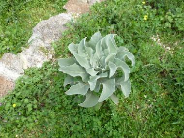 Maison de vacances �/en/au Ceglie Messapica (Taranto)ou appartement ou maison de vacances