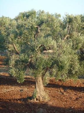 Maison de vacances �/en/au Ceglie Messapica (Taranto)ou appartement ou maison de vacances