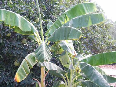 Maison de vacances �/en/au Yesod Hama`ala - upper Galilee (HaZafon (Northern))ou appartement ou maison de vacances