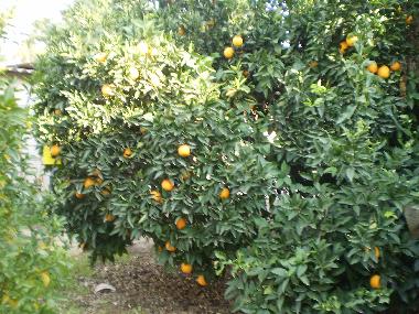 Maison de vacances �/en/au Yesod Hama`ala - upper Galilee (HaZafon (Northern))ou appartement ou maison de vacances