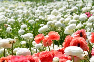 Appartement de vacances /en/au SANREMO (Imperia)ou appartement ou maison de vacances