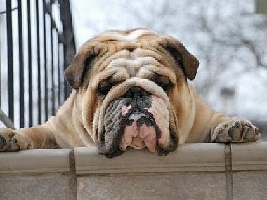 Appartement de vacances /en/au Heraklion (Irakleio)ou appartement ou maison de vacances