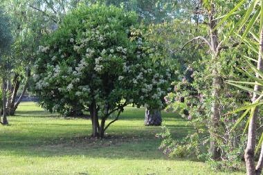 Villa �/en/au Santa Venerina (Catania)ou appartement ou maison de vacances