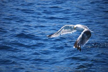 Appartement de vacances /en/au Milna (Splitsko-Dalmatinska)ou appartement ou maison de vacances