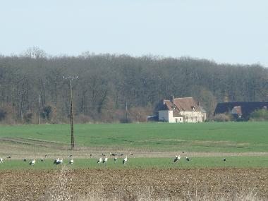 Passage des  cigognes  au Grand Coudreau