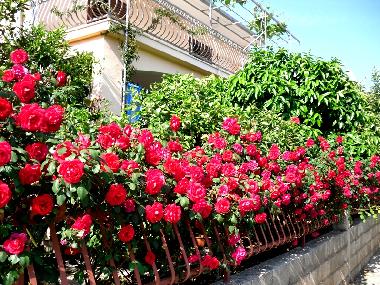 Appartement de vacances �/en/au Orebić (Dubrovacko-Neretvanska)ou appartement ou maison de vacances