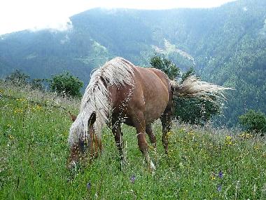 Chambre avec petit d�jeuner �/en/au Frassilongo (Trento)ou appartement ou maison de vacances