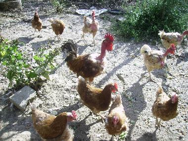 Chalet /en/au Auvillar (Tarn-et-Garonne)ou appartement ou maison de vacances