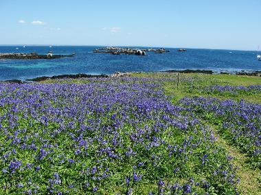 Maison de vacances �/en/au Fouesnant (Finist�re)ou appartement ou maison de vacances