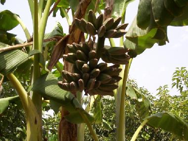 Maison de vacances /en/au Benidoleig (Alicante / Alacant)ou appartement ou maison de vacances